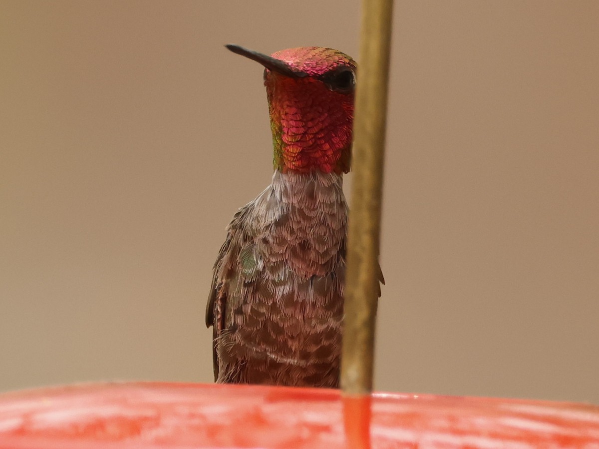 Anna's Hummingbird - ML620243462