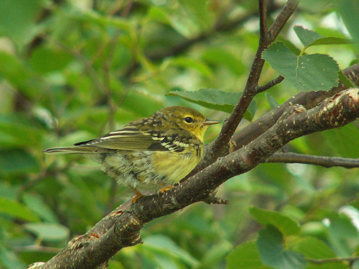 Blackpoll Warbler - ML620243465