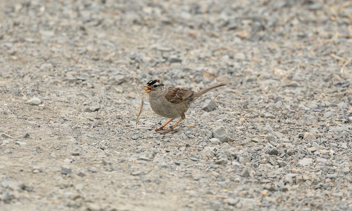 White-crowned Sparrow - ML620243467