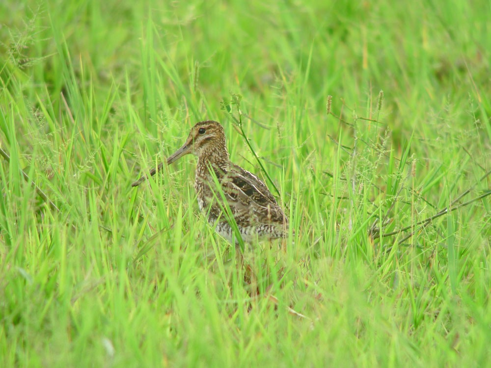 Pantanal Snipe - ML620243468