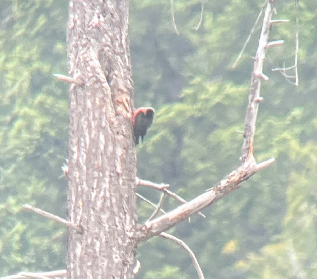 Lewis's Woodpecker - ML620243472