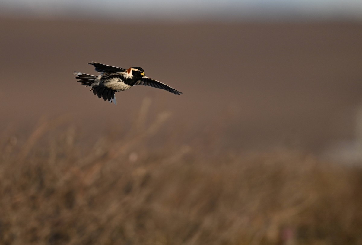 Lapland Longspur - ML620243476