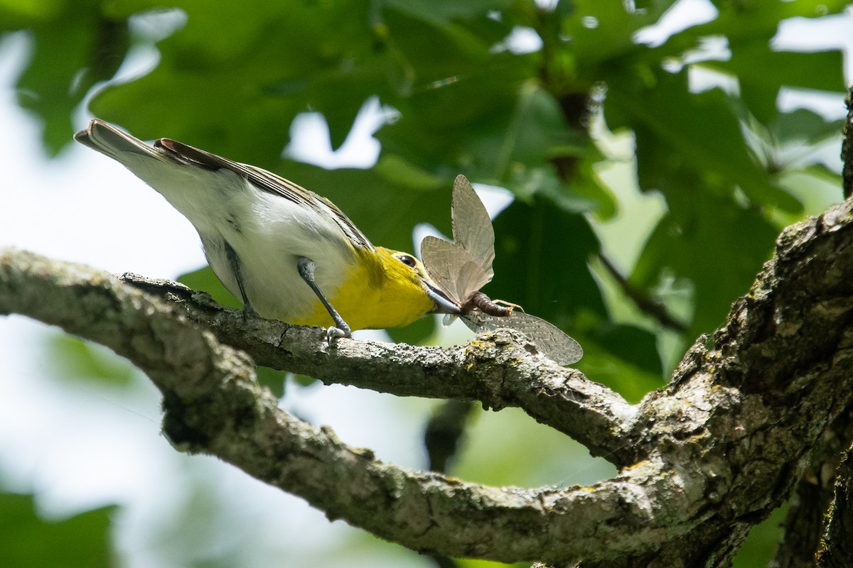 Yellow-throated Vireo - ML620243477