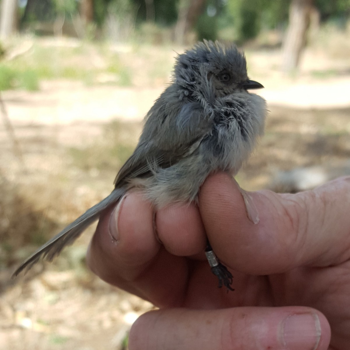 Bushtit - ML620243481