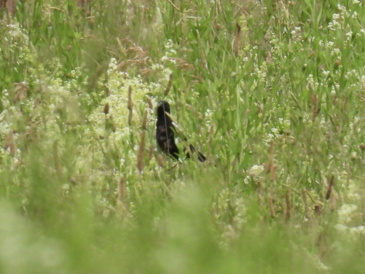 bobolink americký - ML620243482