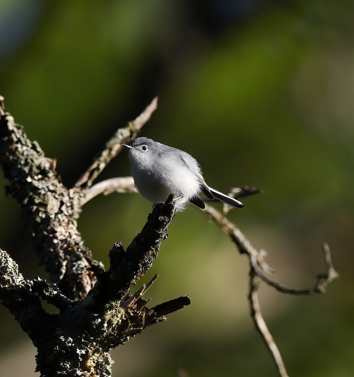 Blue-gray Gnatcatcher - ML620243484