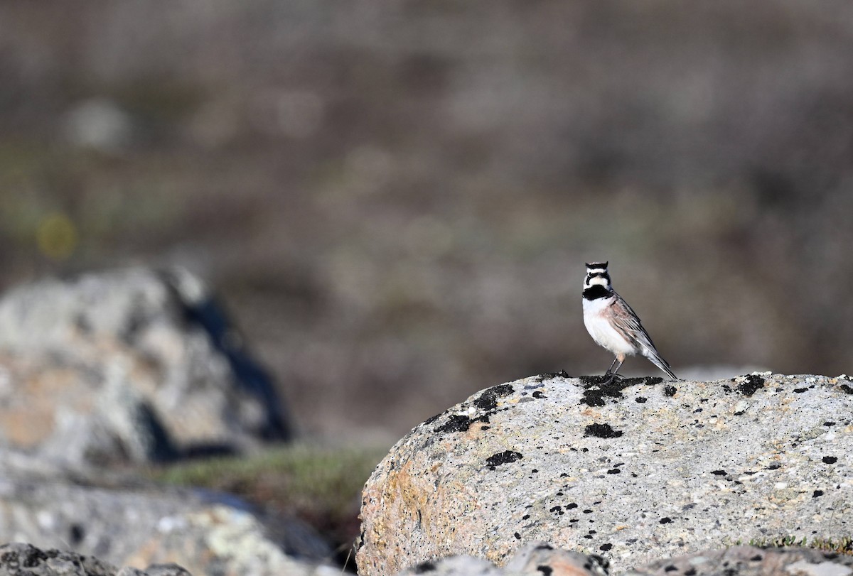 Horned Lark - ML620243486