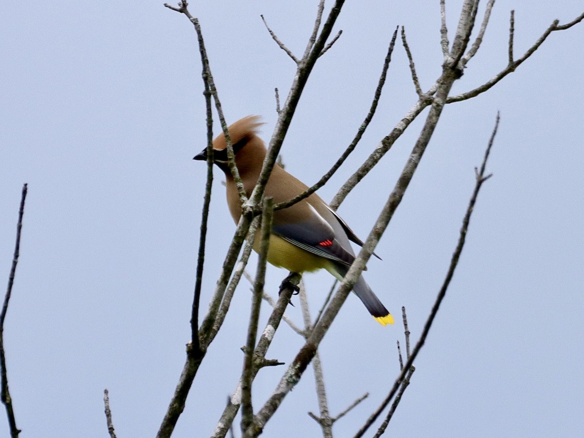 Cedar Waxwing - ML620243493