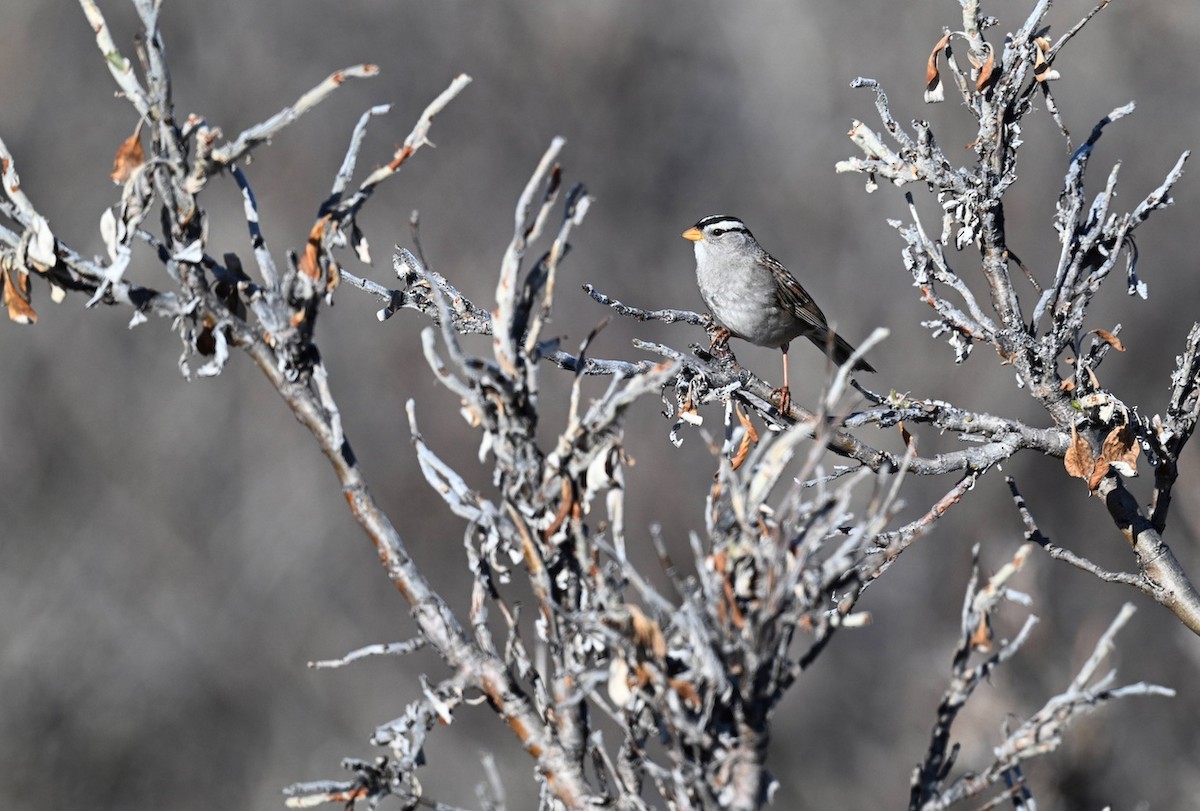 White-crowned Sparrow - Seth Beaudreault