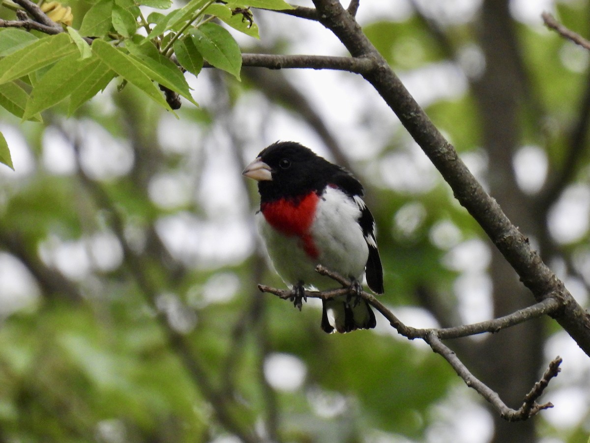 Rose-breasted Grosbeak - ML620243505