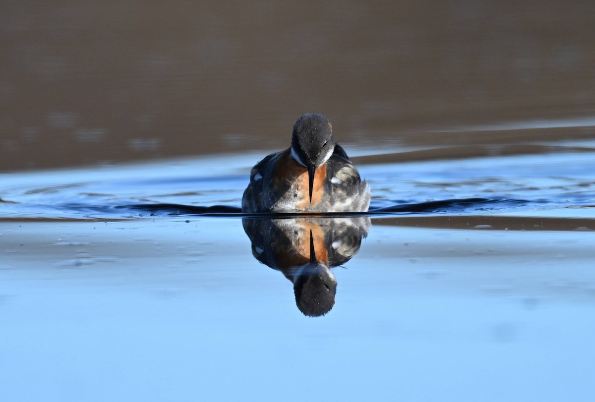 Red-necked Phalarope - ML620243509