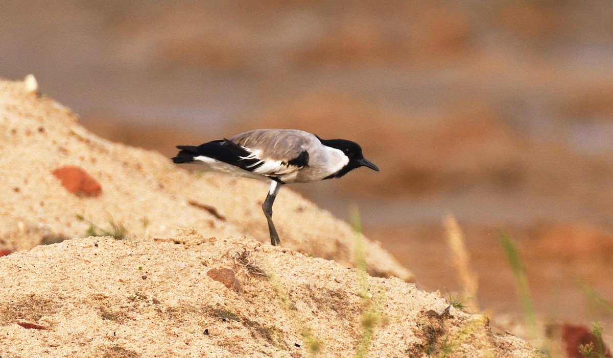 River Lapwing - ML620243510