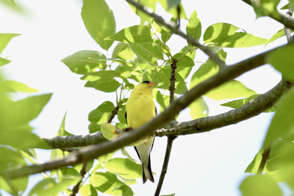 American Goldfinch - ML620243511