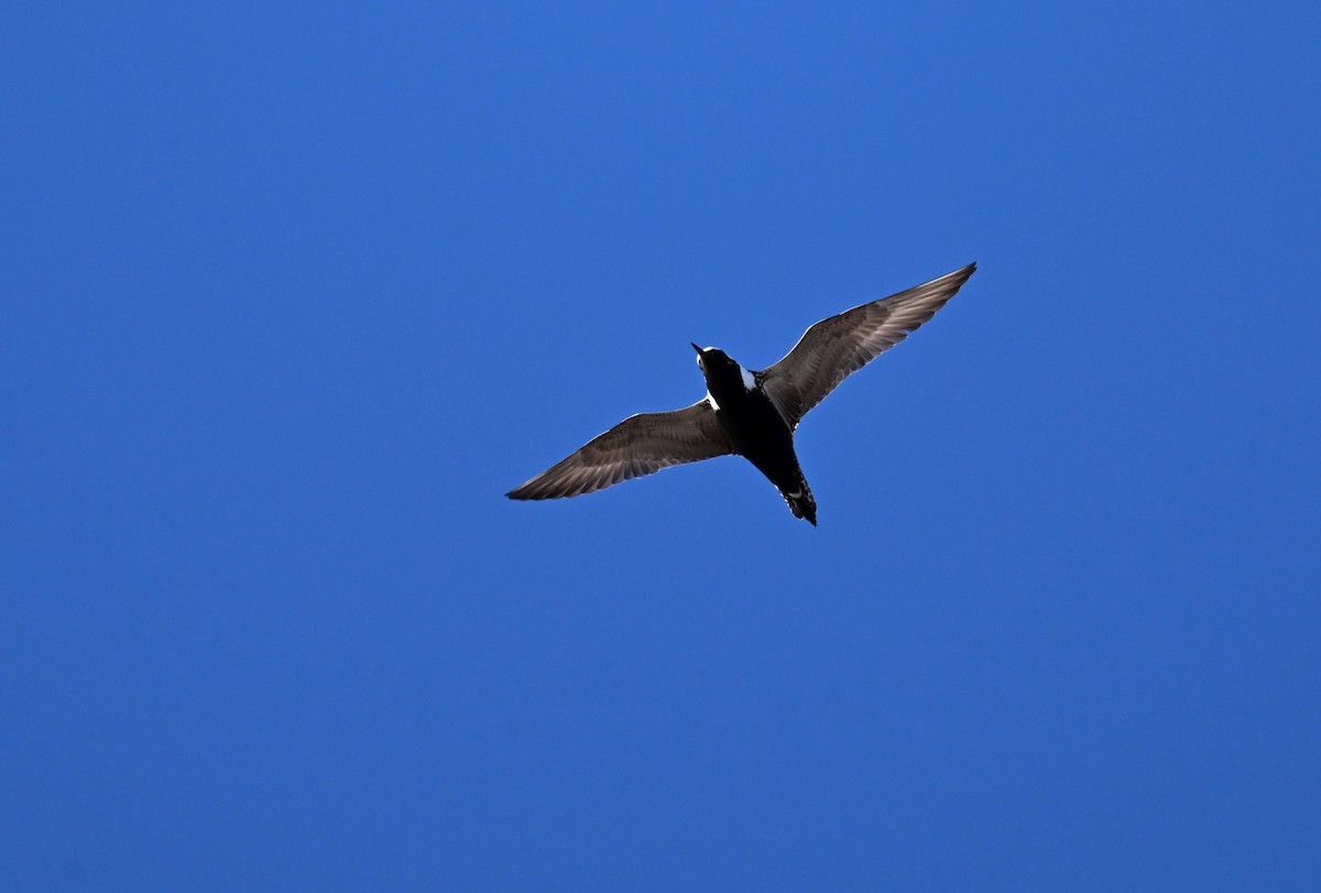 American Golden-Plover - ML620243512