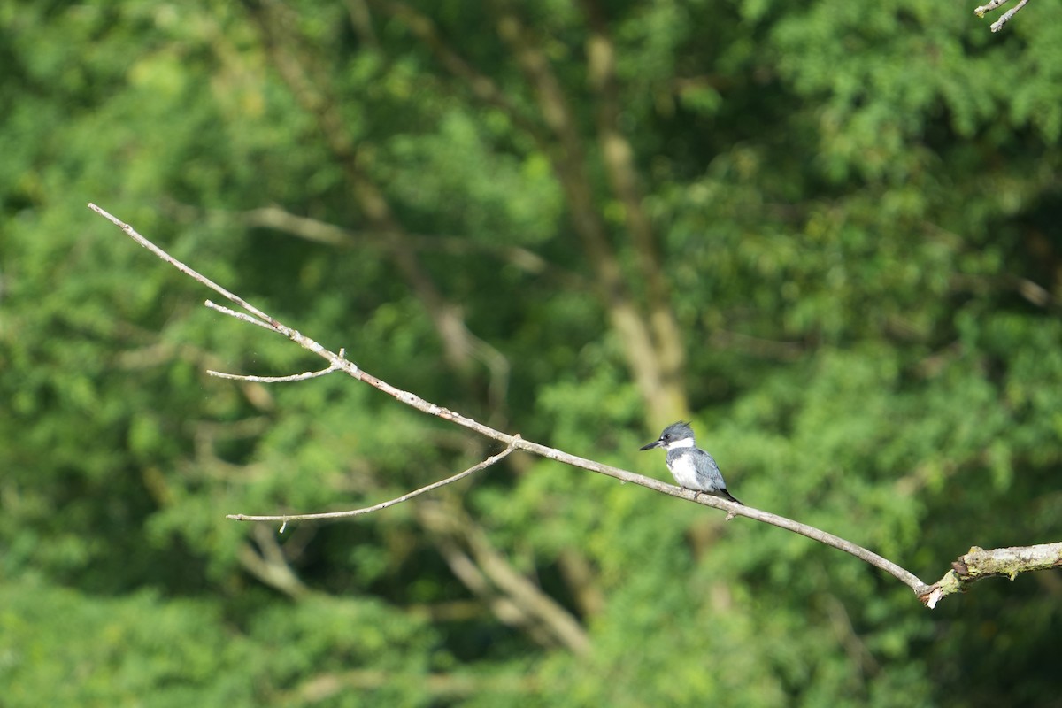 Belted Kingfisher - ML620243516