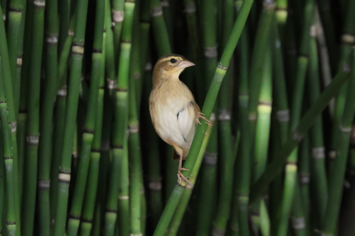 Northern Red Bishop - ML620243518