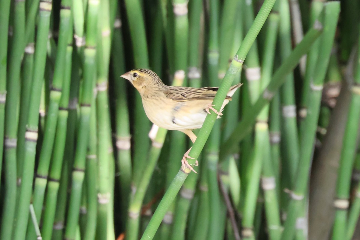 Northern Red Bishop - ML620243520