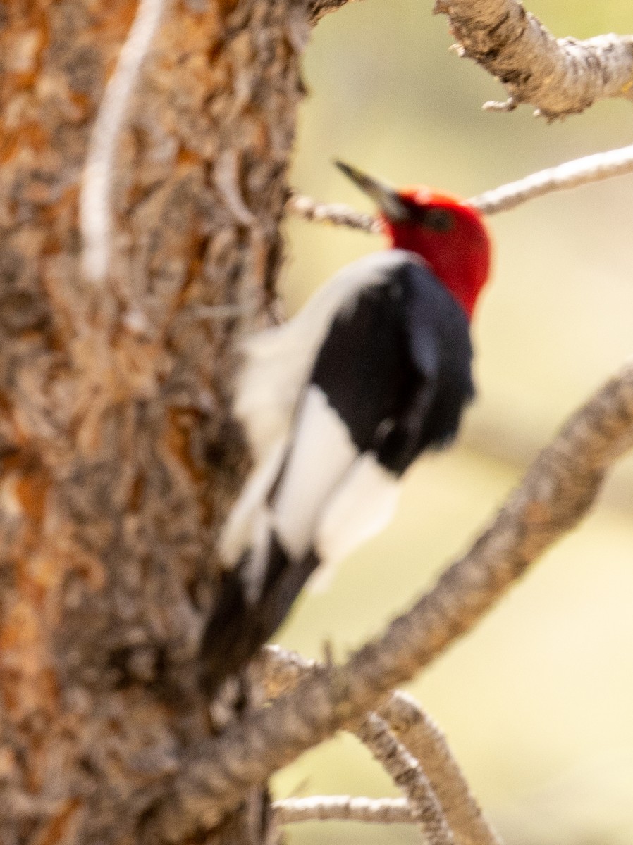 Red-headed Woodpecker - ML620243521