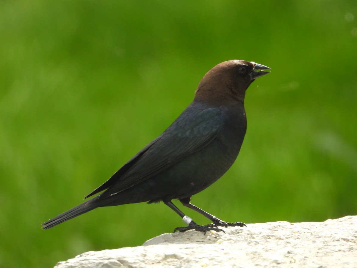 Brown-headed Cowbird - ML620243532