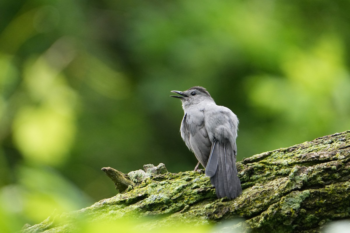 Gray Catbird - ML620243537