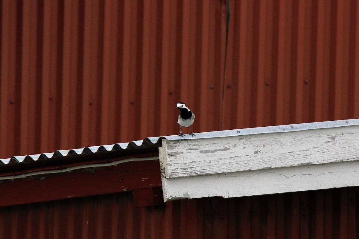 White Wagtail - ML620243538