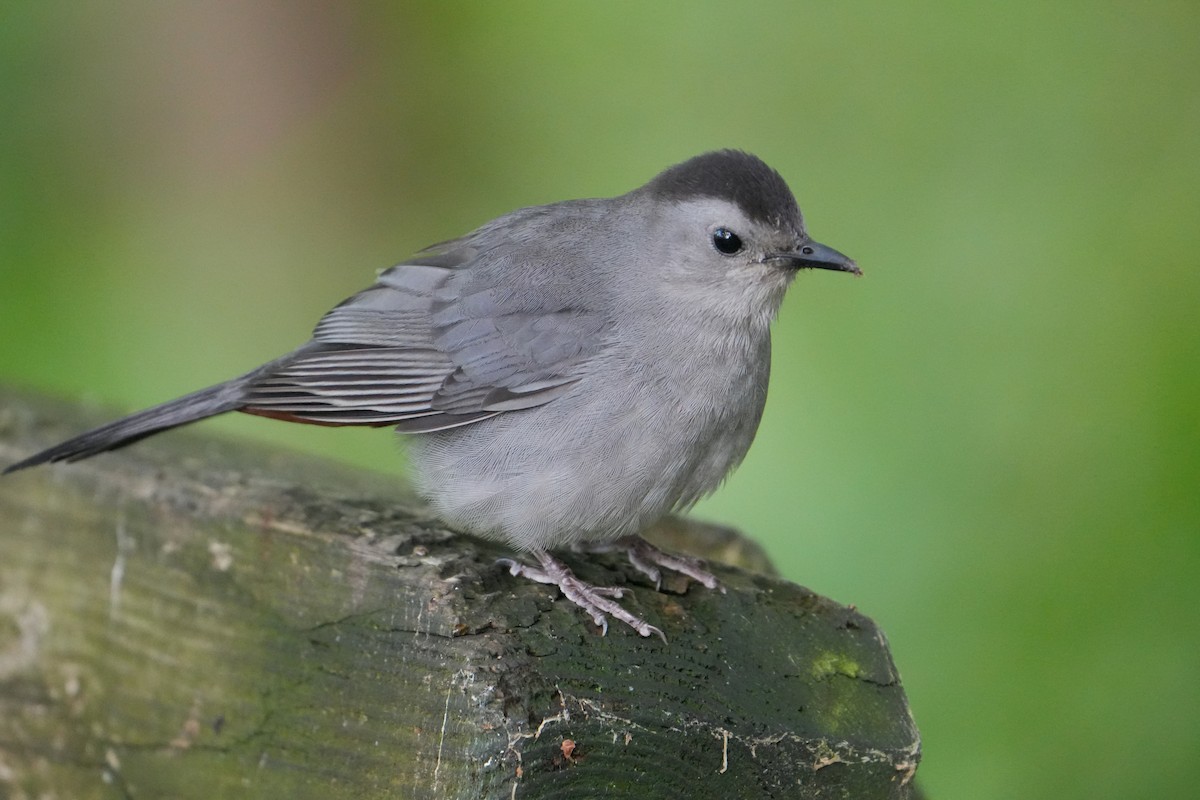 Gray Catbird - ML620243541