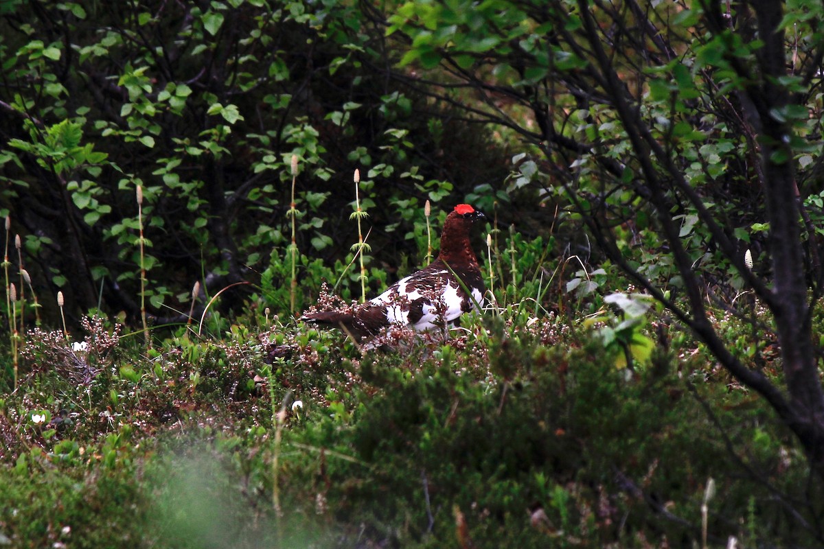 Willow Ptarmigan - ML620243543