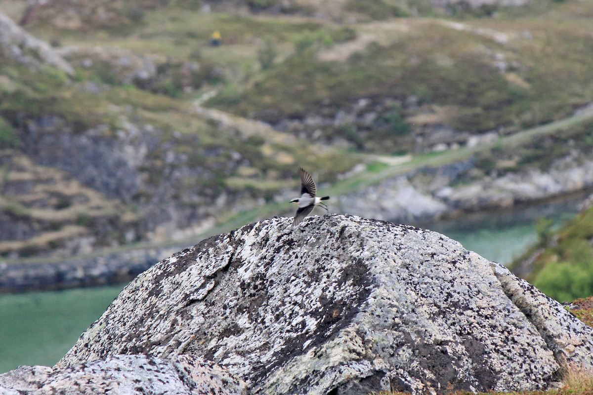 Northern Wheatear - ML620243550