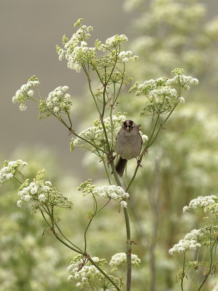 White-crowned Sparrow - ML620243553