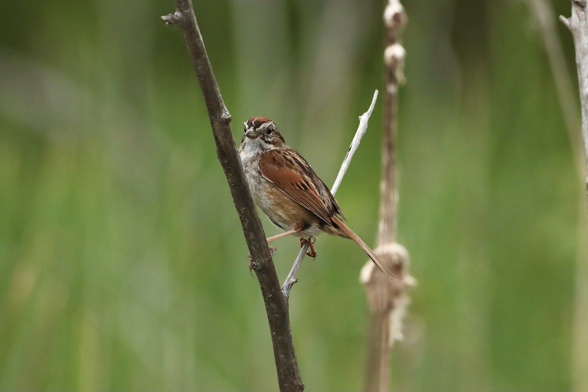 Swamp Sparrow - ML620243554