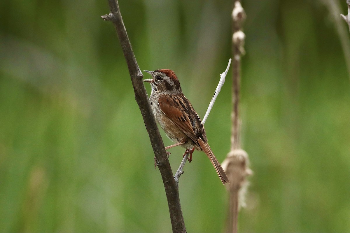 Swamp Sparrow - ML620243555