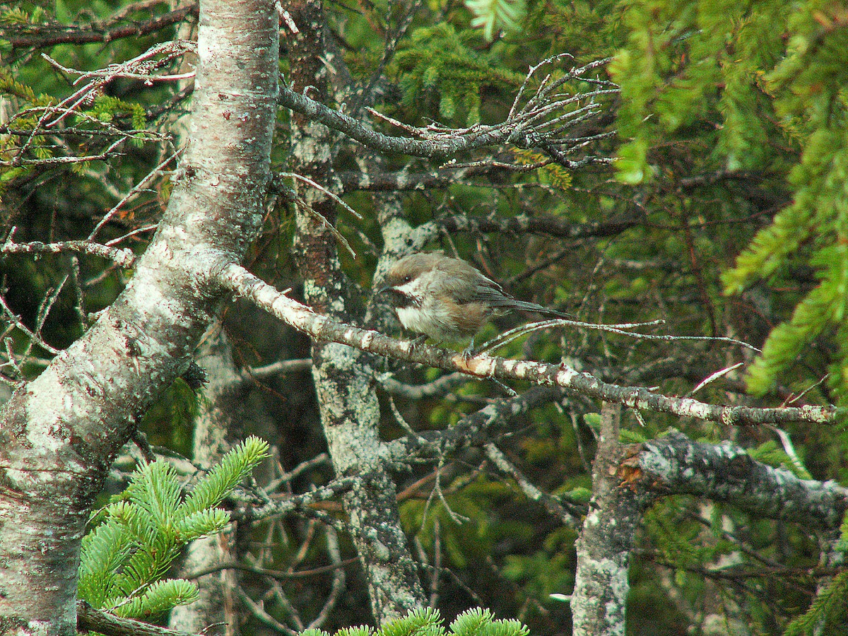 Boreal Chickadee - jean bernier