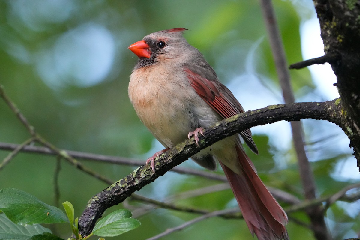 Cardinal rouge - ML620243560