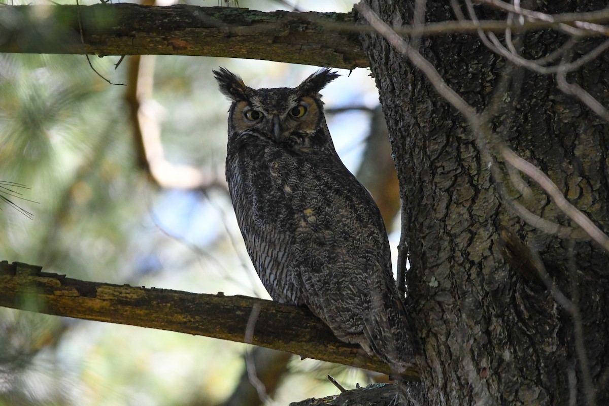 Great Horned Owl - ML620243566