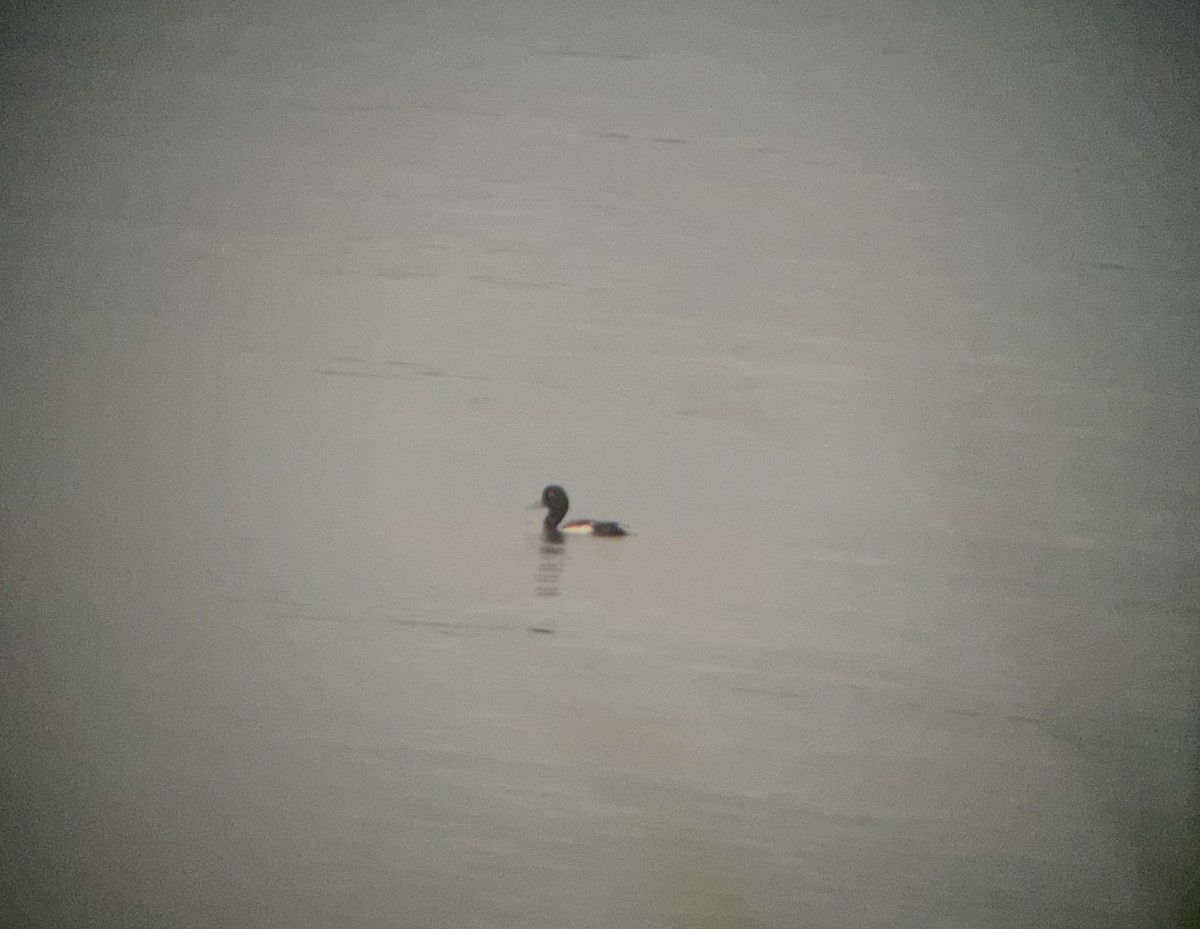 Lesser Scaup - ML620243572