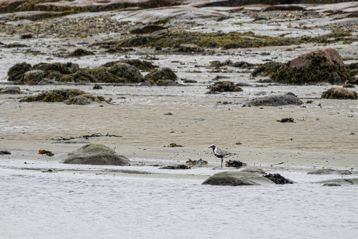 Black-bellied Plover - ML620243576