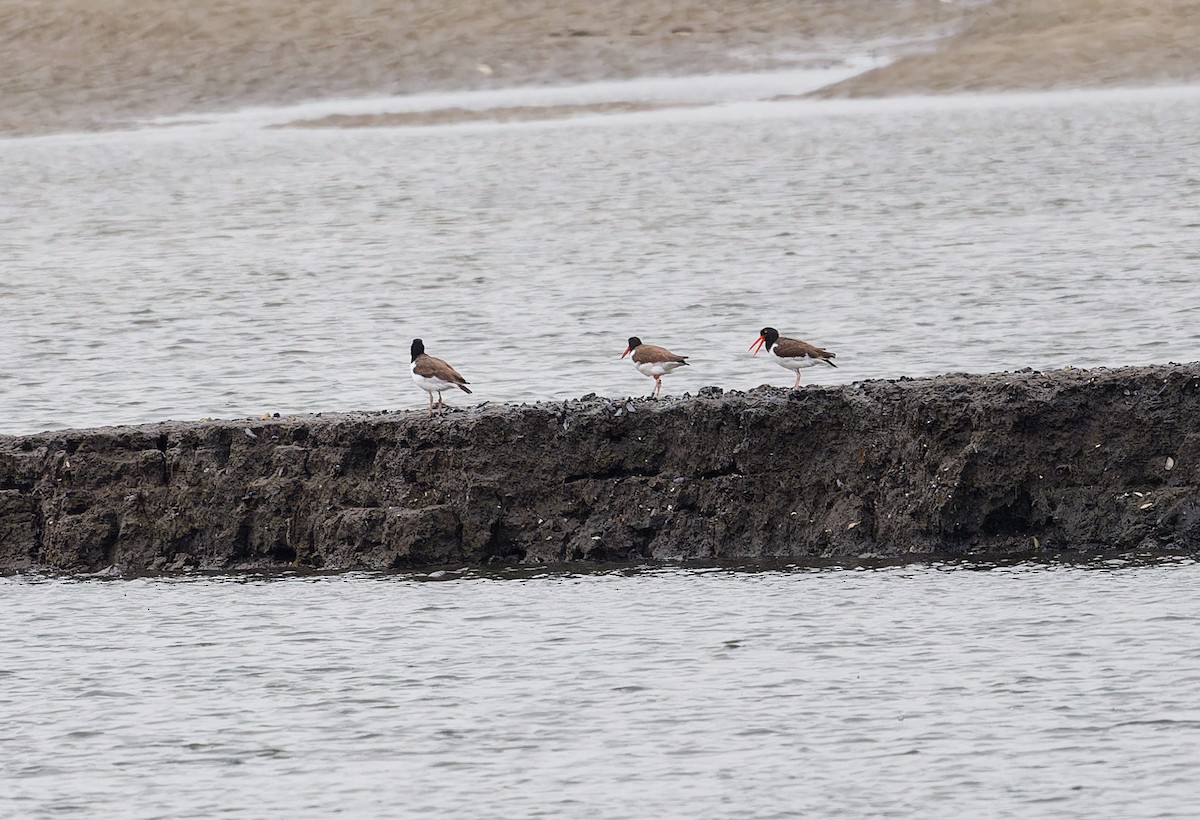 American Oystercatcher - ML620243580