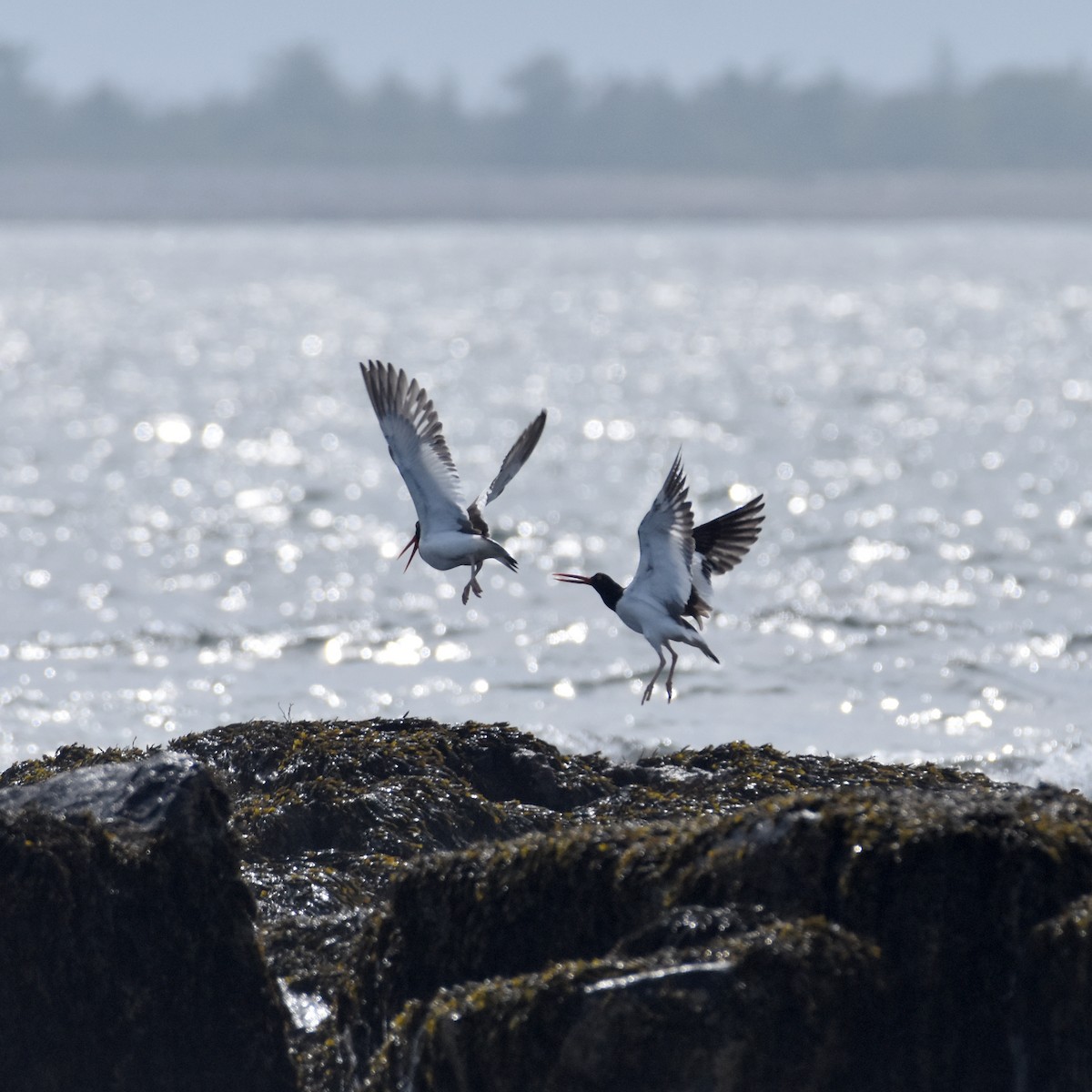 American Oystercatcher - ML620243583