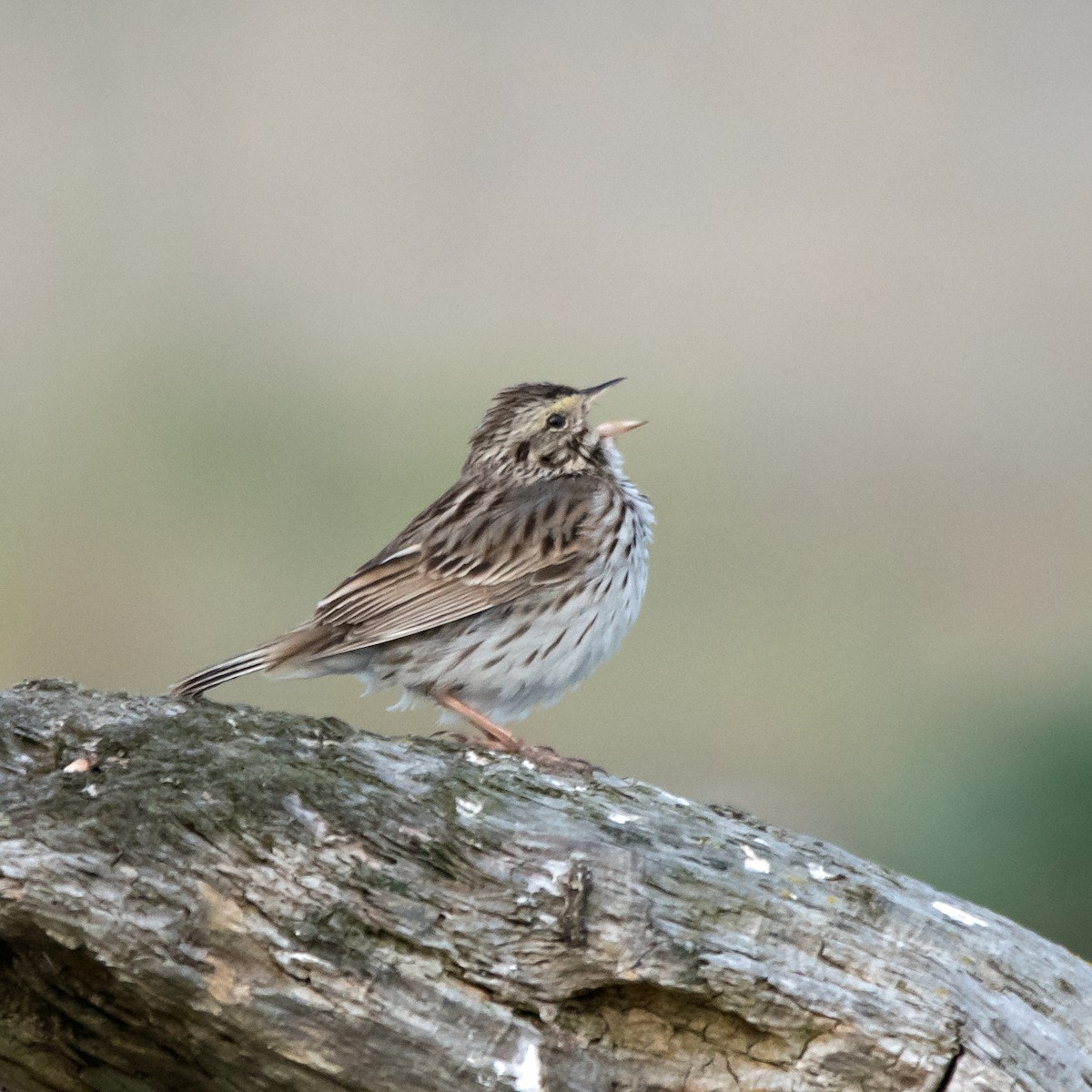 Savannah Sparrow - ML620243585