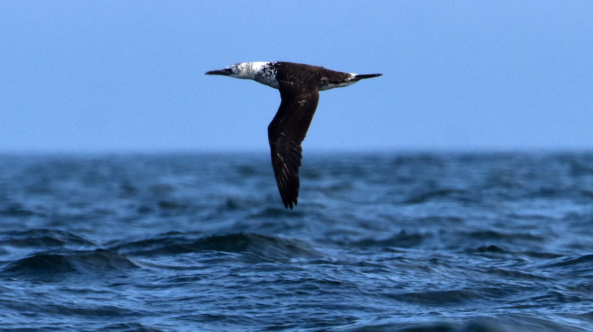 Northern Gannet - ML620243586