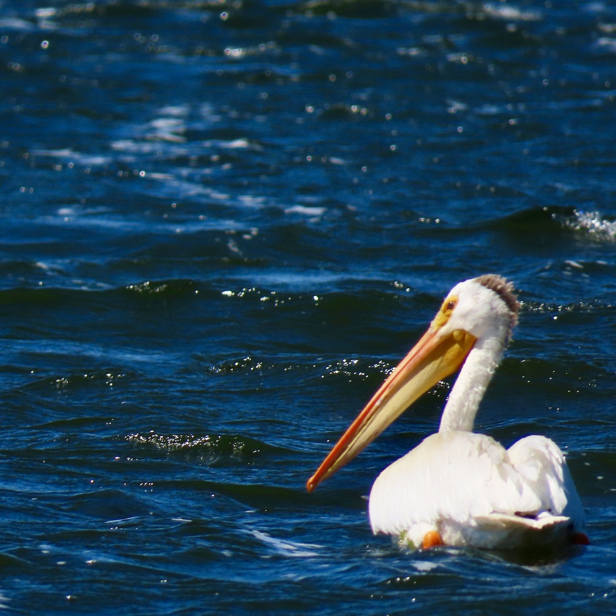 American White Pelican - ML620243587