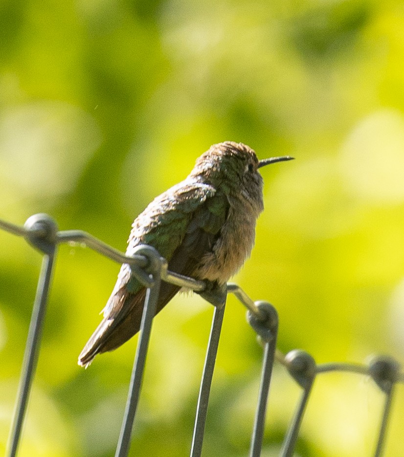 Broad-tailed Hummingbird - ML620243589