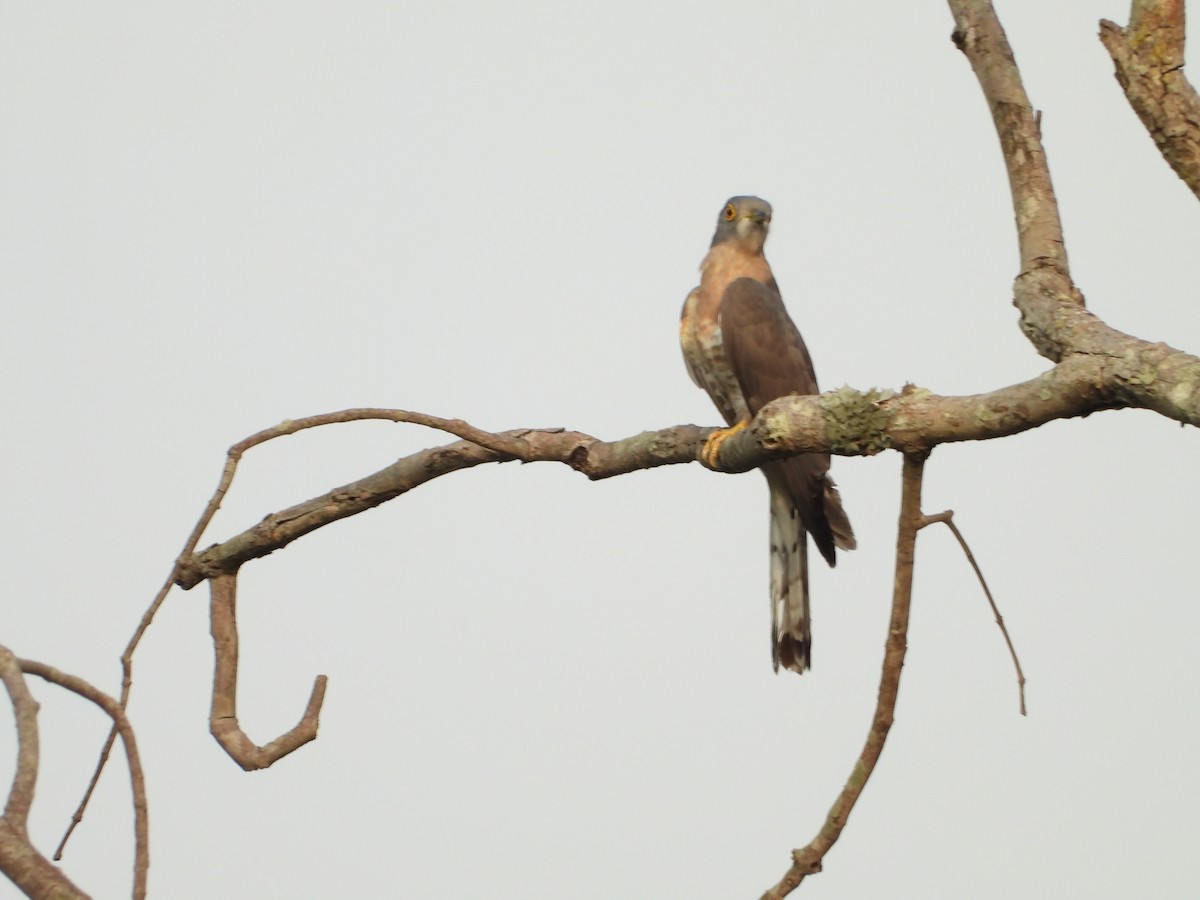 Common Hawk-Cuckoo - ML620243592