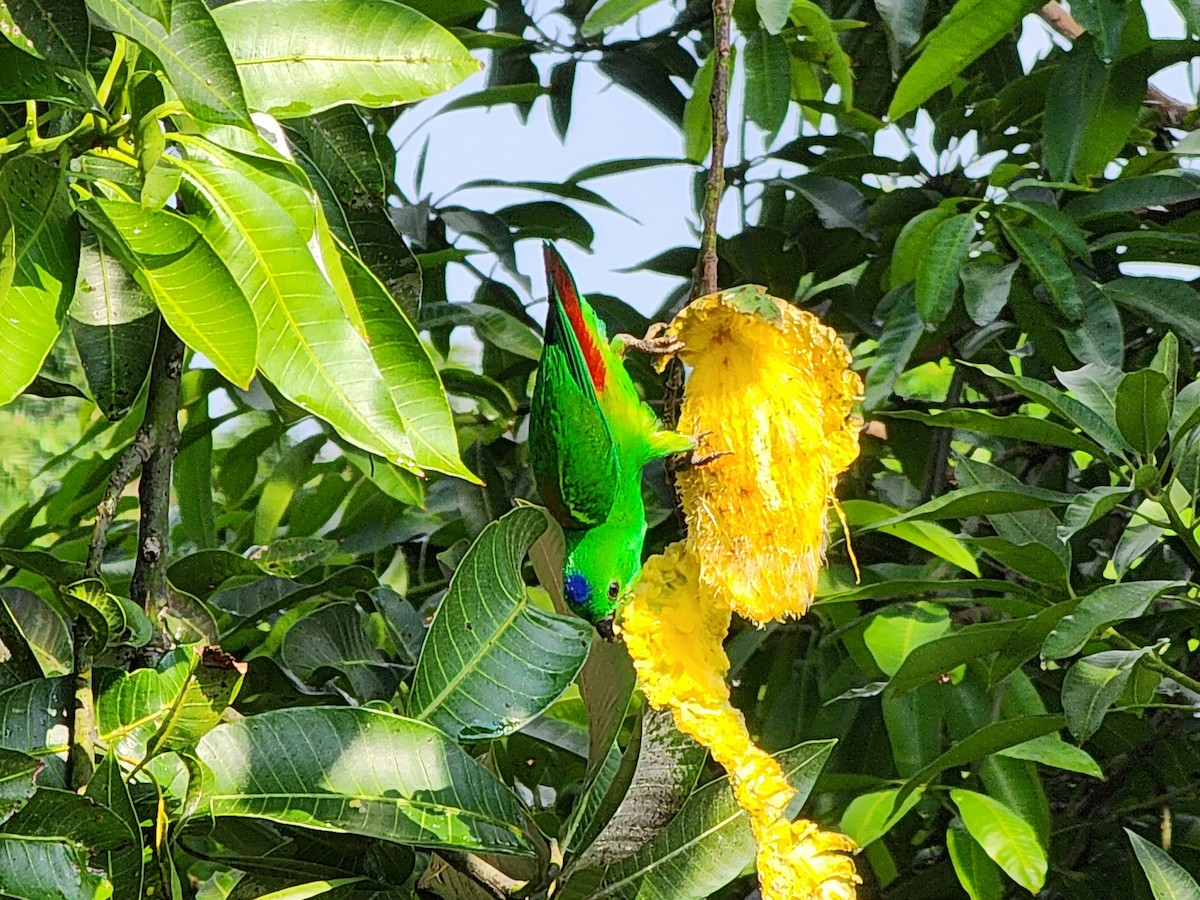 Blue-crowned Hanging-Parrot - ML620243593