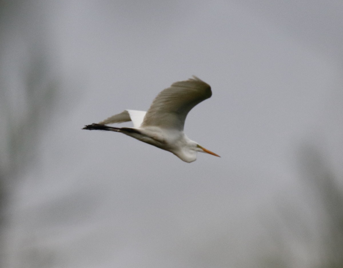 Great Egret - ML620243595