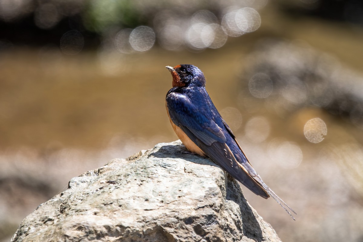 Barn Swallow - ML620243604