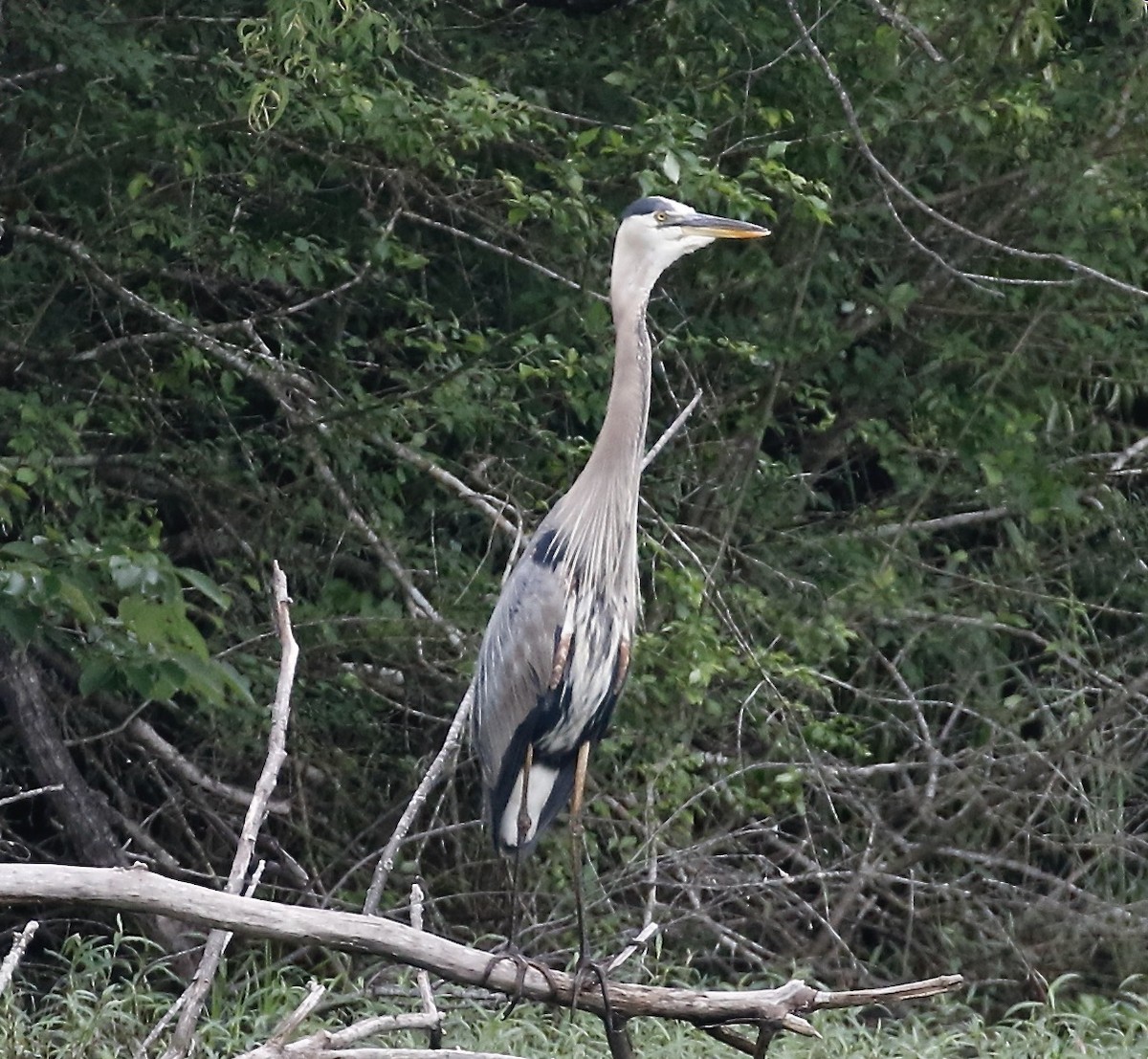 Great Blue Heron - Pamela Barton