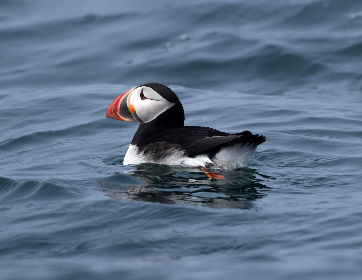 Atlantic Puffin - ML620243611