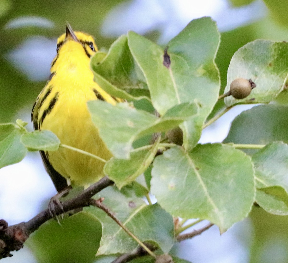 Prairie Warbler - ML620243615