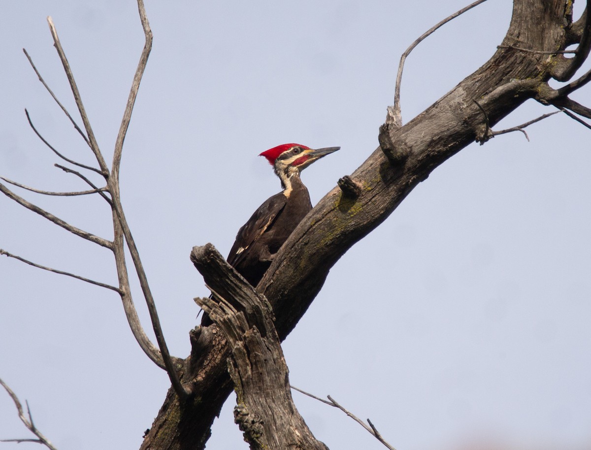 Pileated Woodpecker - ML620243616